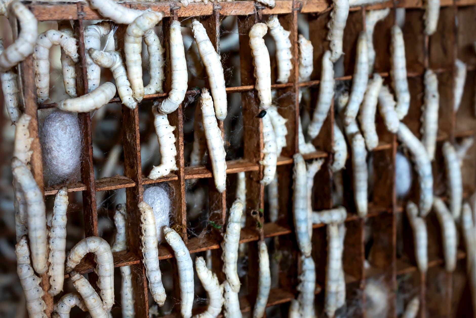 tray with growing bombyx mori worms in farm