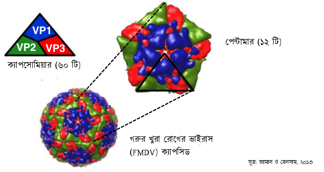 capsomere_FMDV_bangla