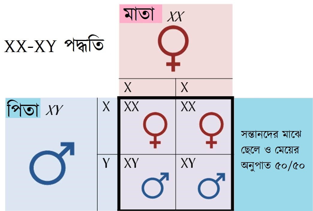 মানুষের লিঙ্গ নির্ধারণে XX-XY ক্রোমোজম পদ্ধতি