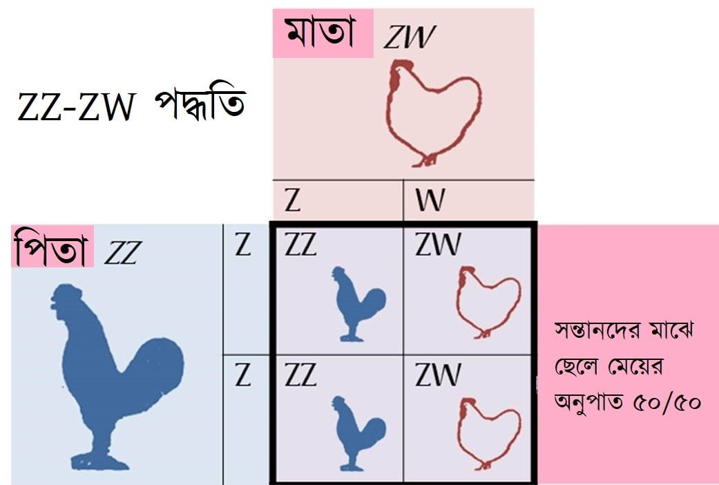 ZZ/ZW লিঙ্গ নির্ধারণ পদ্ধতি