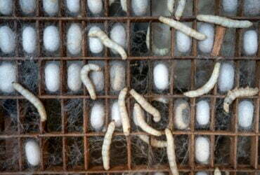 white silk cocoons and larvae of bombyx mori worms