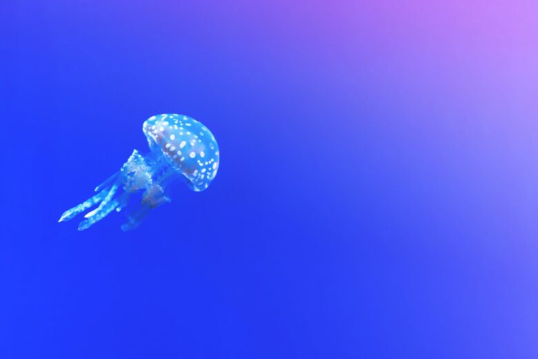 jellyfish clip art