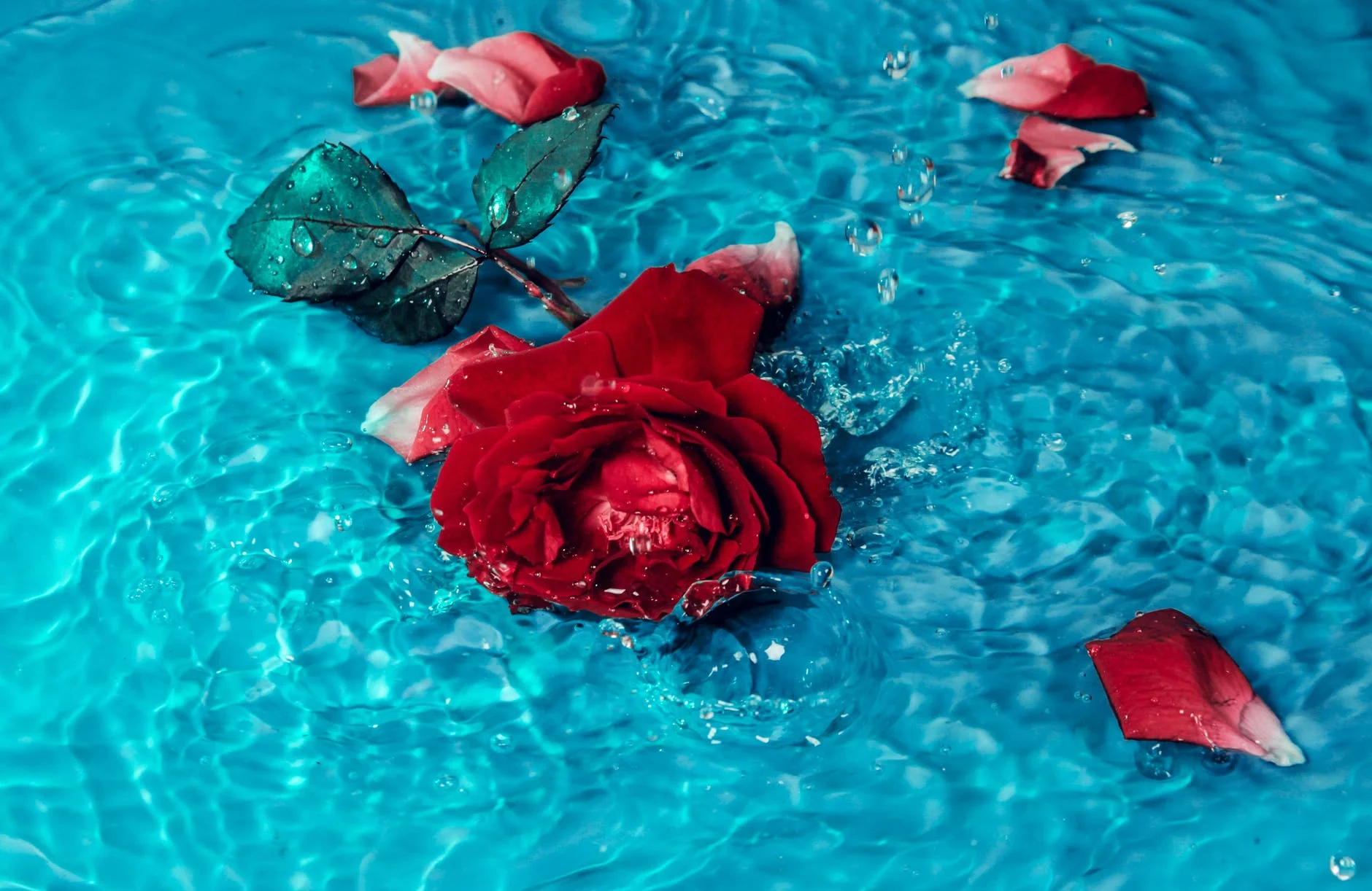 red rose flower