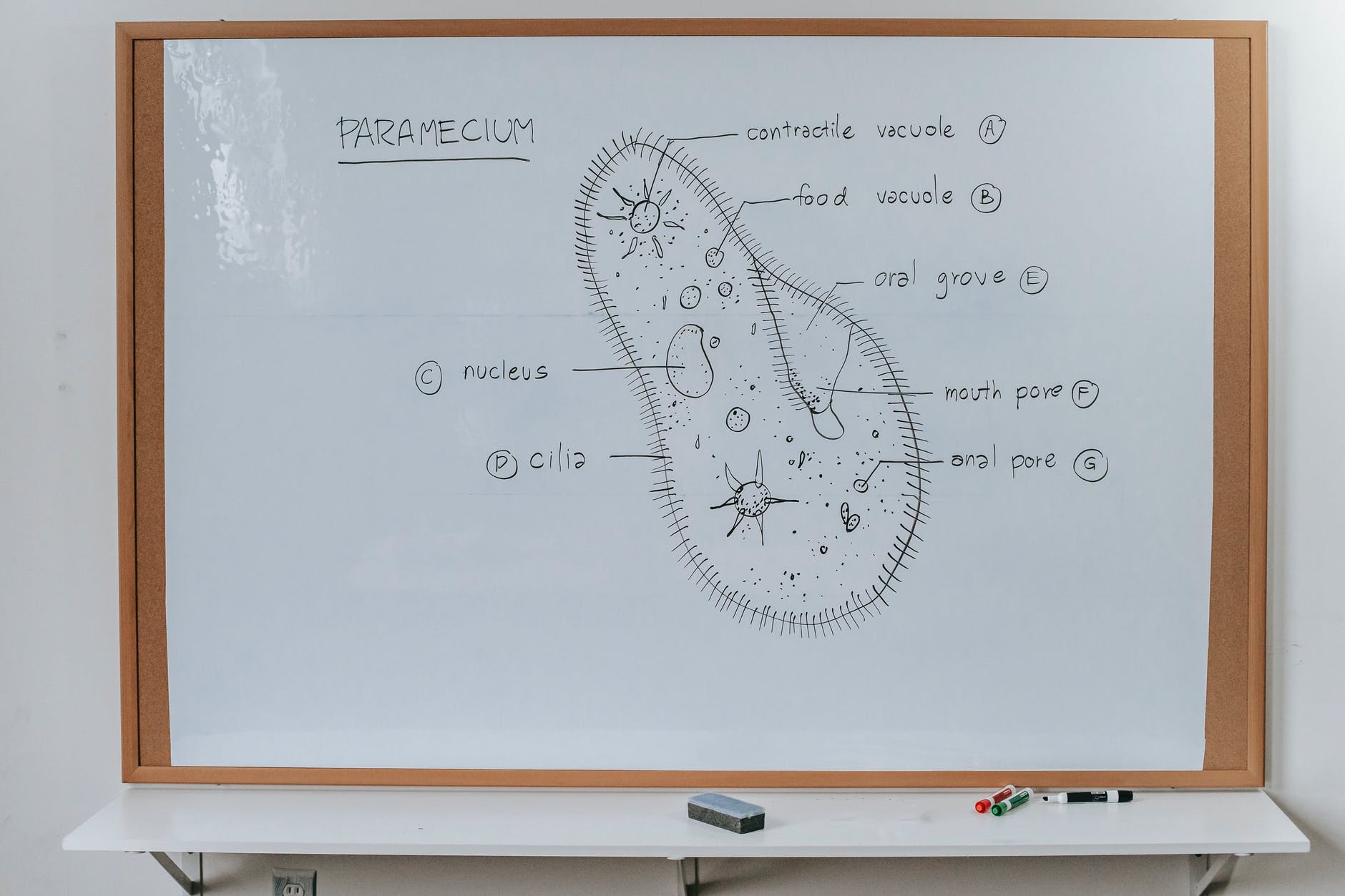 scheme and structure of organism on whiteboard