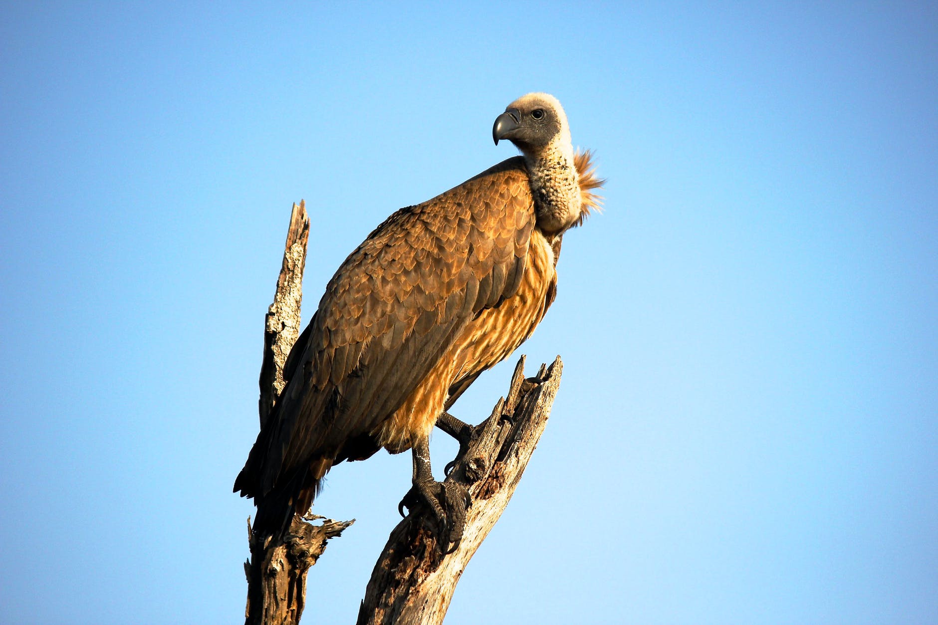 close up photography of brown vulture