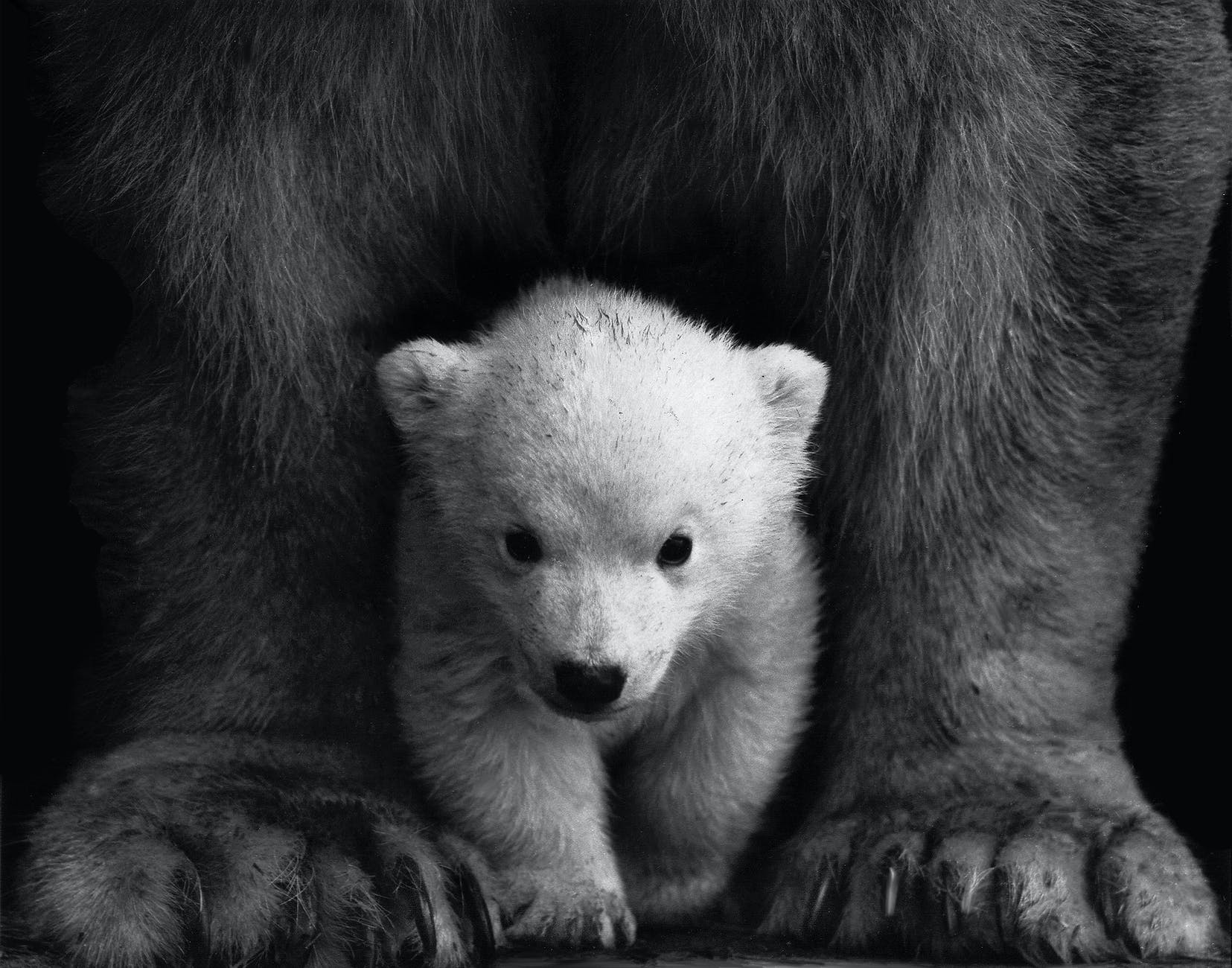 bear cub