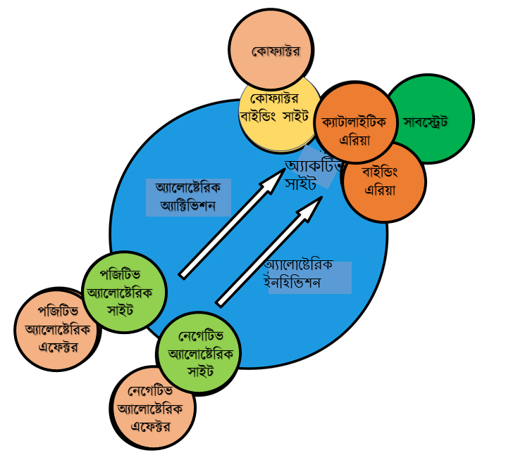 এনজাইম এলোস্টেরিক এক্টিভিশন/ইনহিবিশন