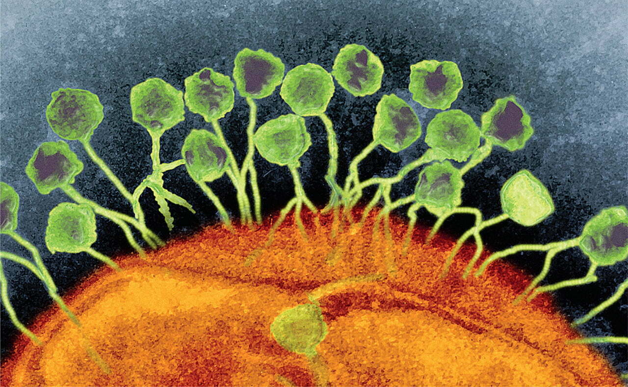 Солнечные бактерии. Бактериофаг атакует бактерию. Бактериофаги кишечных бактерий. Лизис бактериофагов. Бактериофаг в микроскопе.