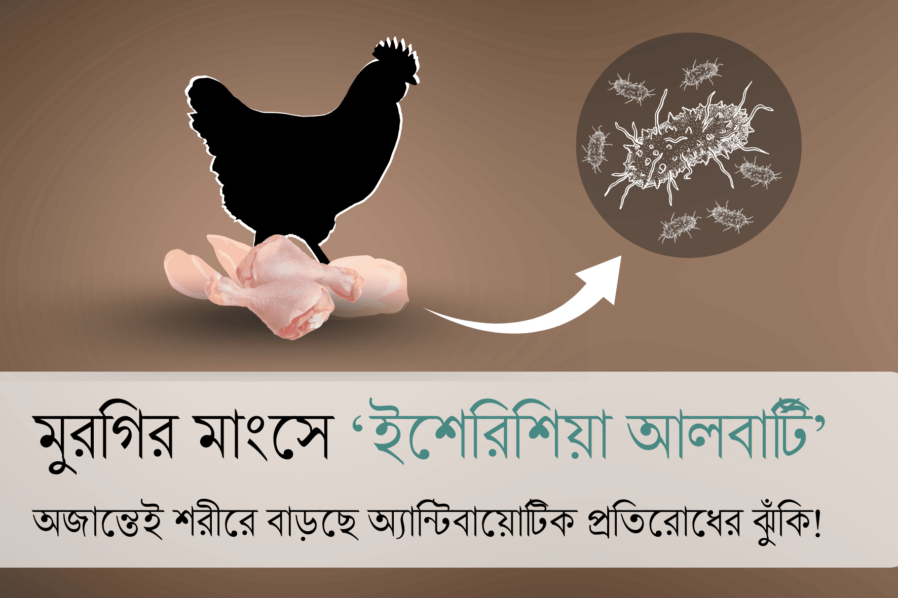 মুরগির মাংসে শনাক্ত ইশেরিশিয়া আলবার্টিঃ  অজান্তেই বাড়ছে অ্যান্টিবায়োটিক প্রতিরোধের ঝুঁকি